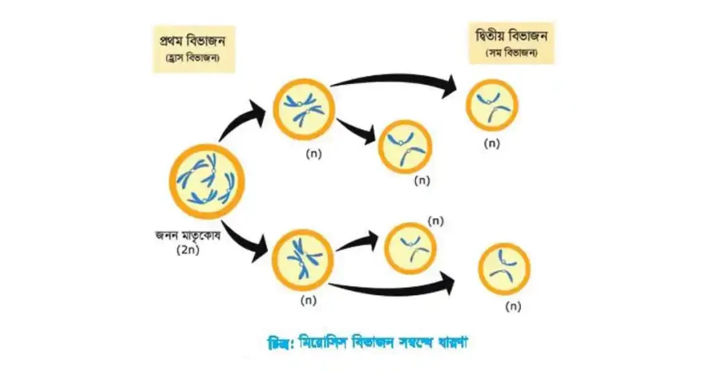 মিয়োসিস কাকে বলে? মিয়োসিস কোথায় ঘটে?