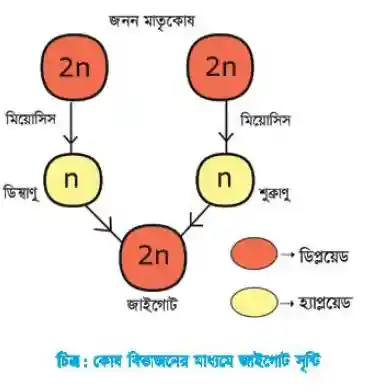 মিয়োসিস কাকে বলে? মিয়োসিস কোথায় ঘটে?