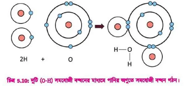 পানির অণুতে সমযোজী বন্ধন গঠন