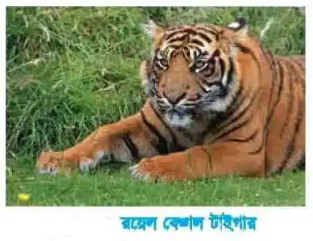 অ্যানিমেলিয়া রাজ্যের বৈশিষ্ট্য ও উদাহরণ