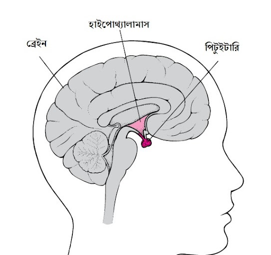 পিটুইটারি গ্রন্থি