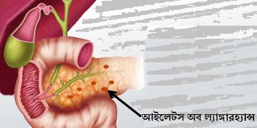 আইলেটস অব ল্যাঙ্গারহ্যান্স