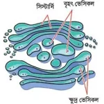 গলজি বডি