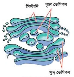 গলজি বডি 