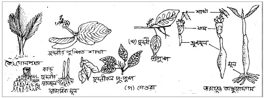 স্থলজ বাস্তুসংস্থান